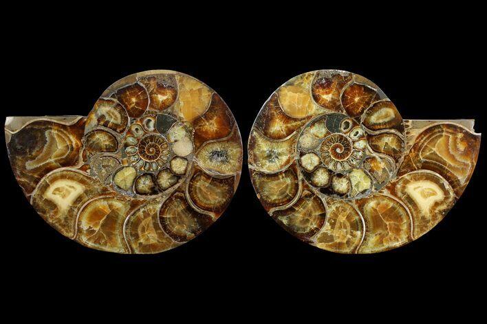 Honey-Orange Ammonite (Argonauticeras) - Befandriana, Madagascar #113119